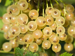 White Currants