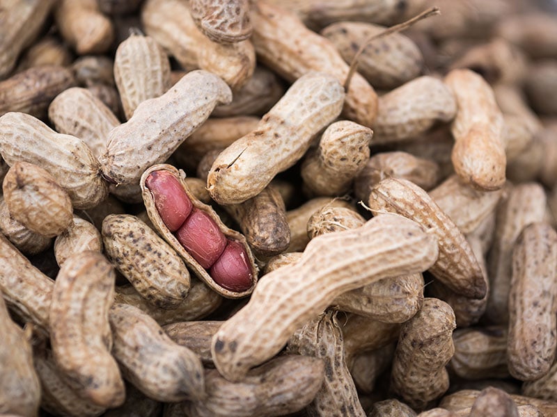  Moldy Steamed Peanut