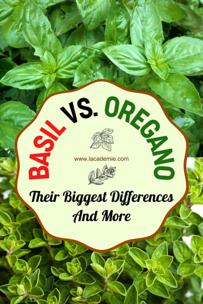 Basil Vs Oregano