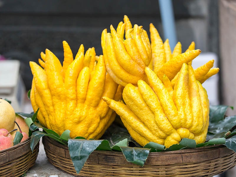 Buddhas Hand Citrus Fruits