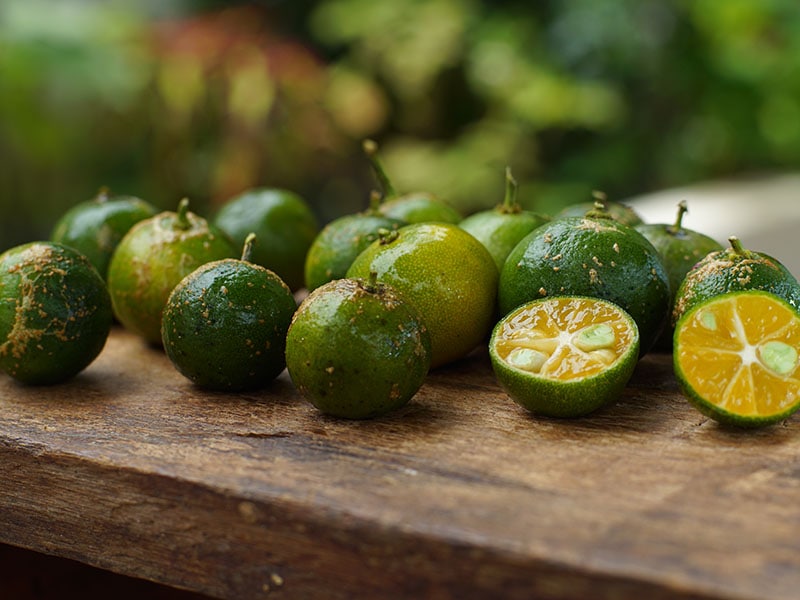 Calamondin Citrus Fruits