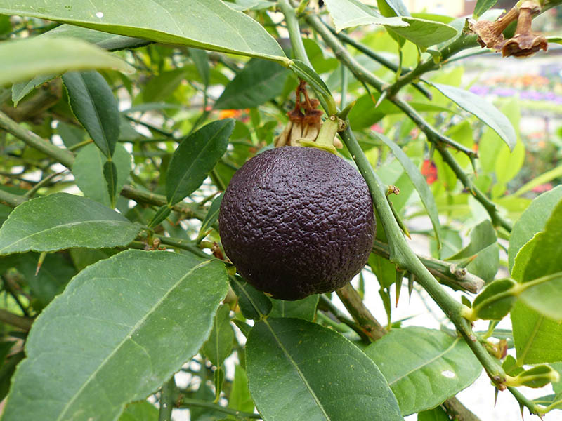 Ichang Lemon Citrus Fruits