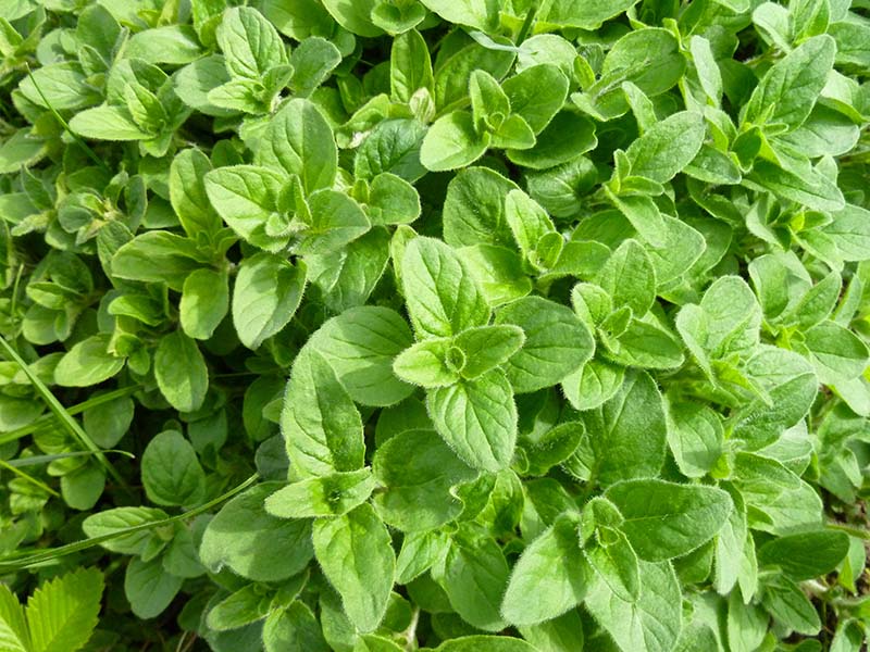 Oregano Leaves