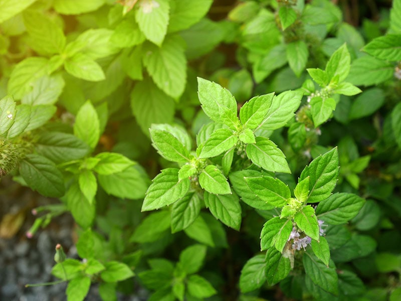 Peppermint Trees