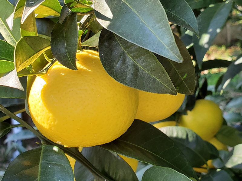 Shonan Gold Citrus Fruits