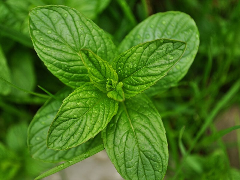 Spearmint Trees