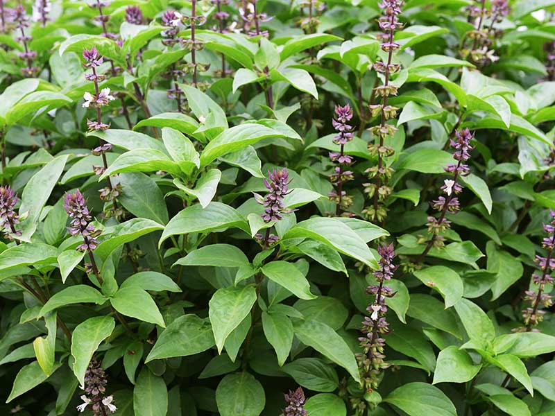 Tulsi Or Holy Basil