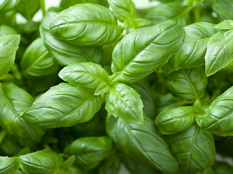 Vibrant Fresh Basil Leaves