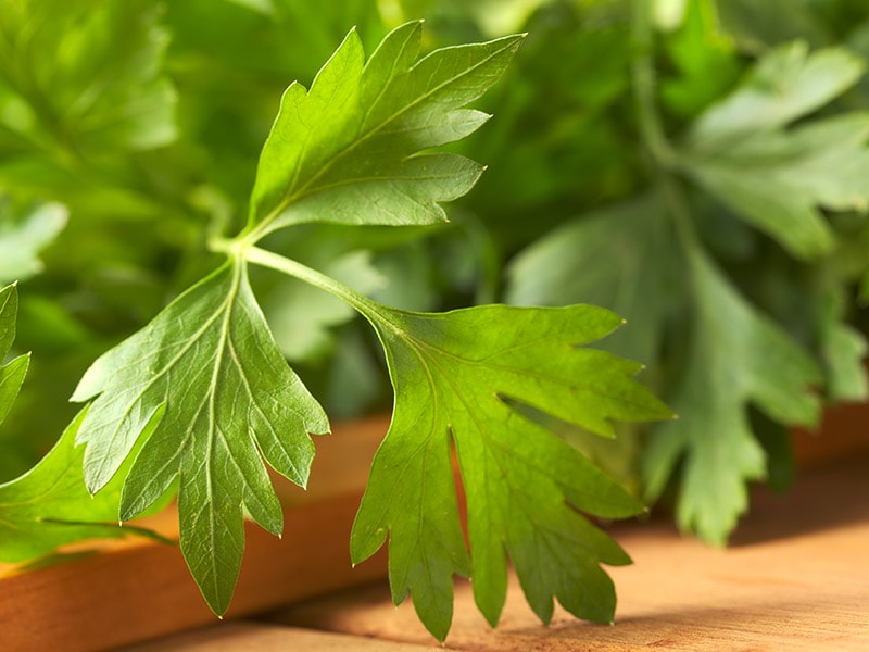 Italian Flat Leaf Parsley