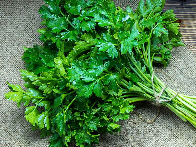 Parsley Appears Everywhere