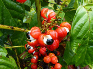 Guarana Fruit