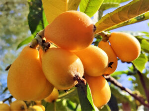 Loquat Nispero