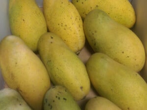 Mango Haiti