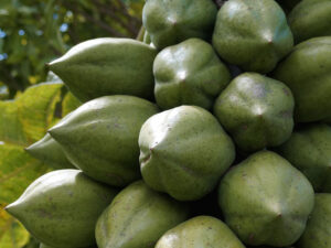 Mountain Papaya Peru