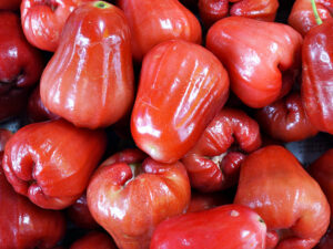 Rose Apple Indo