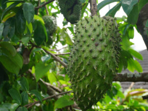 Soursop Indo