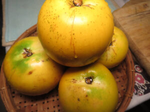 Star Apple Caimito