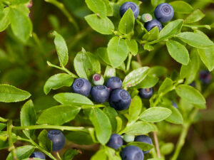 Bilberries Wild