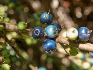 Blue Marble Fruit