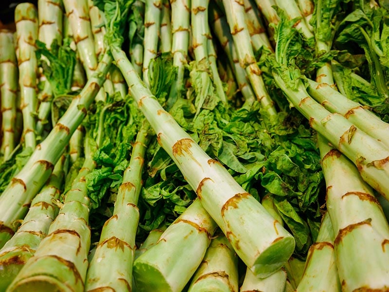 Celtuce Celery Lettuce