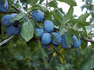 Damson Plums