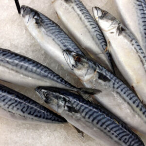 Fresh Mackerels