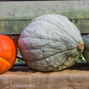 Gray Hubbard Squash