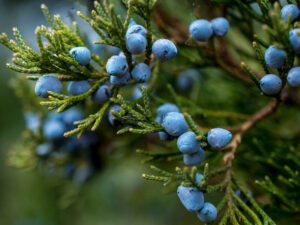 Juniper Berry