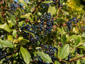 Laurestine Viburnum