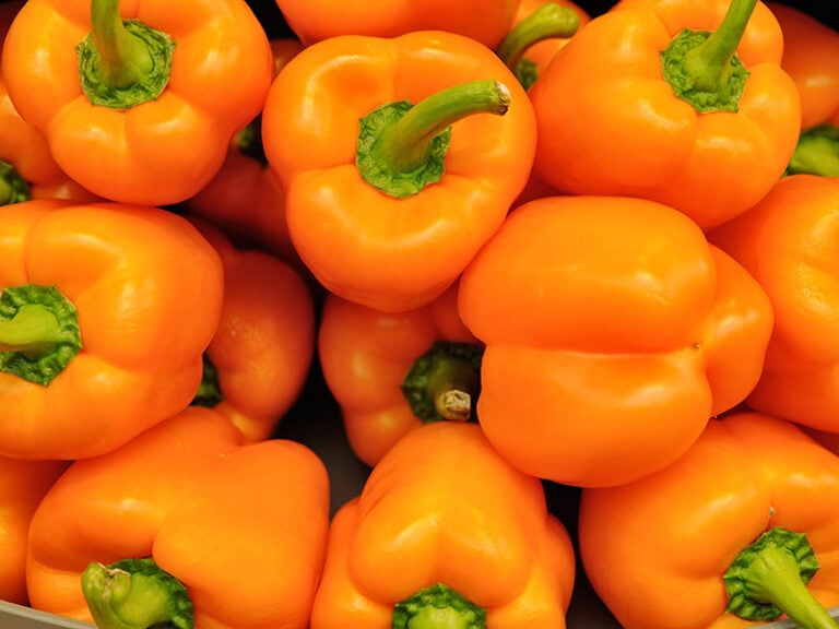 Orange Bell Pepper