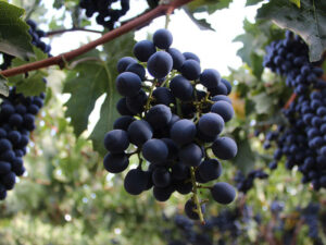 Ribier Grape