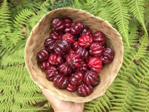 Suriname Rare Fruit Eugenia