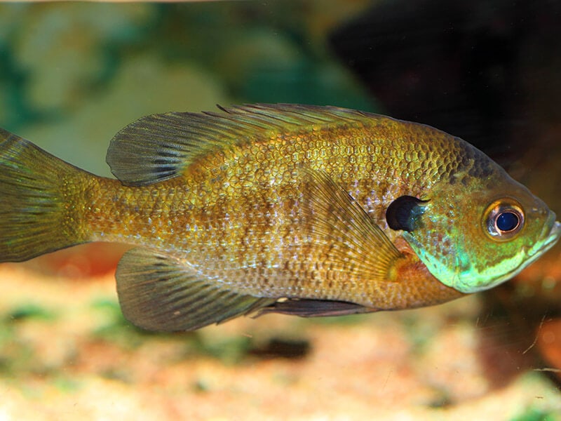 Bluegill Sunfish