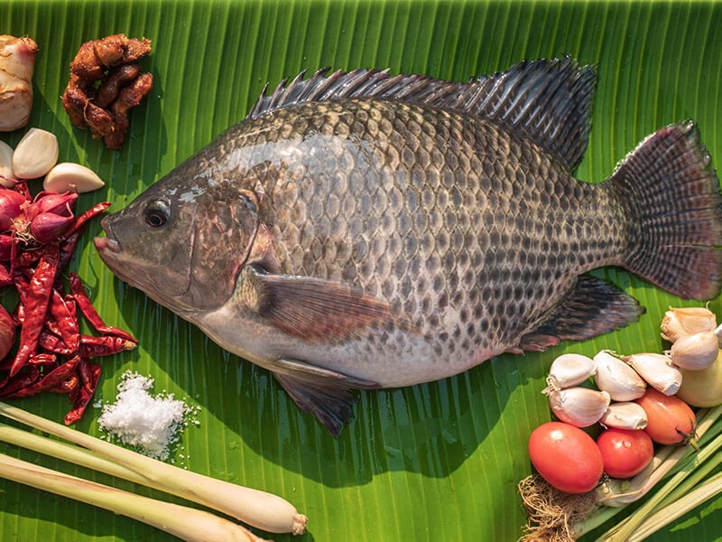 Tilapia Fish