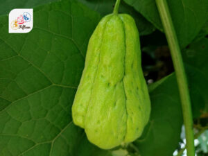 Chayote