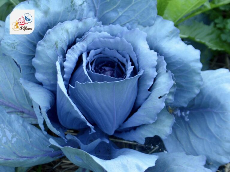 Blue Cabbage