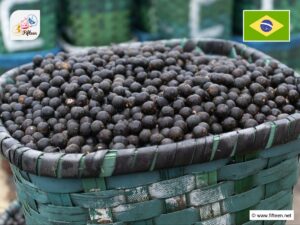 Brazilian Fruits