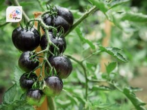 Indigo Rose Tomato