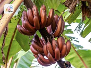 Red Banana