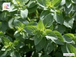 Basil vs. Oregano