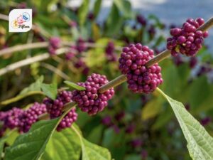 Beautyberry