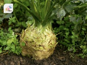 Celeriac