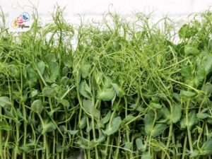 Pea Shoot