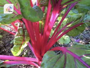 Swiss Chard