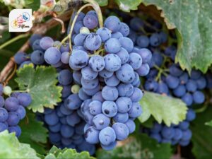 Concord Grape