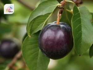 Davidson Plum