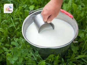 Camel Milk