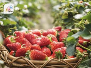 How To Ripen Strawberries