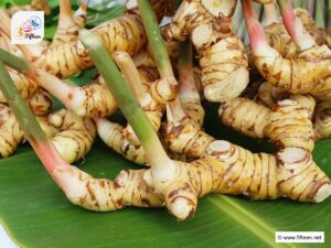 Galangal Substitutes