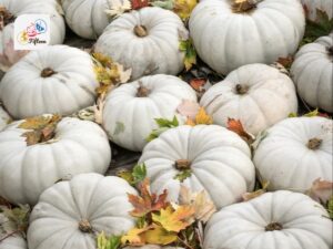 Ghost Pumpkin